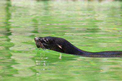 Close-up of duck swimming in lake