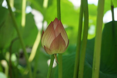 Close-up of lotus bud growing on plant