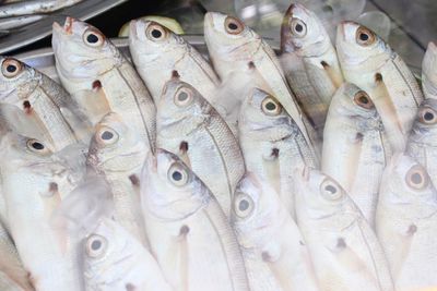 High angle view of fish for sale at market stall