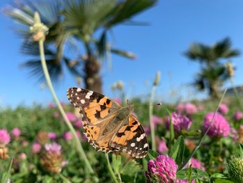 Close-up of butterfly pollinating on pink flower