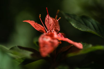 Close-up of red flowering plant during autumn