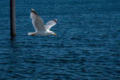 Seagull flying over sea