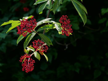 Close-up of red flowers blooming outdoors