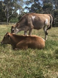 Cow grazing in field