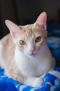 Close-up portrait of cat