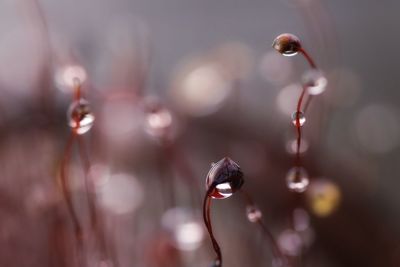 Close-up of wet flower