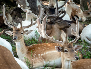 Deer on a field