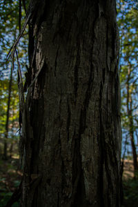 Close-up of tree trunk