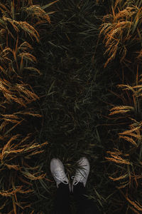 Photo of shoes in the grass