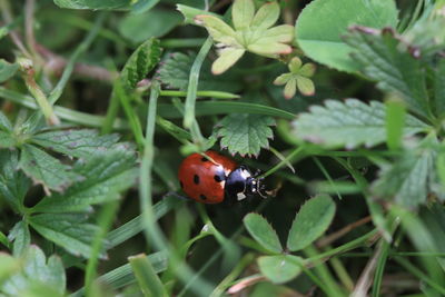 Close-up of ladybug on plant