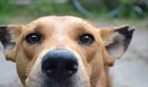 Close-up of dog looking at camera