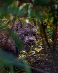 Portrait of an animal on field