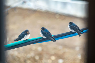 Close-up of birds perching on wall