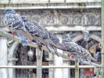 Close-up of pigeons perching