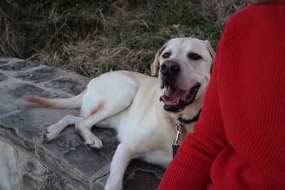 High angle portrait of dog relaxing outdoors