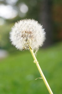 Close-up of dandelion flower