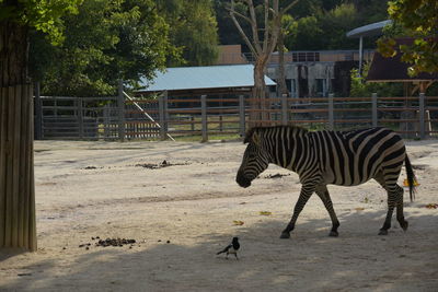 View of horses in zoo