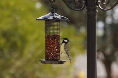 Close-up of bird perching on metal feeder