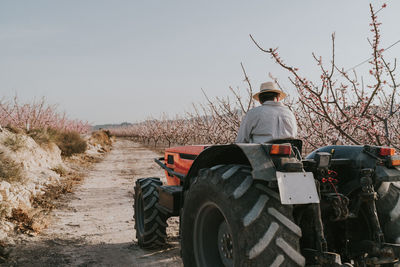 Back view of anonymous male farmer driving tractor near blooming apricot trees growing in countryside on summer day