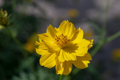 Close-up of yellow flowering plant