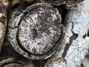 Close-up of tree trunk