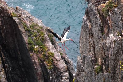 Low angle view of storks flying over rocks