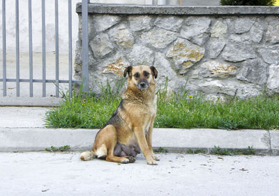 Portrait of puppy sitting outdoors