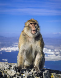 Monkey sitting on rock against sky in gibraltar