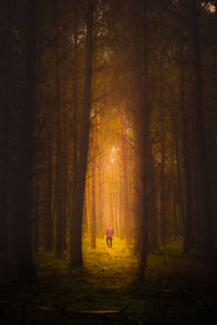 Man walking amidst trees in forest during autumn