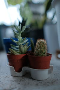 Close-up of succulent plant on table