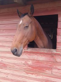 Horse in stable