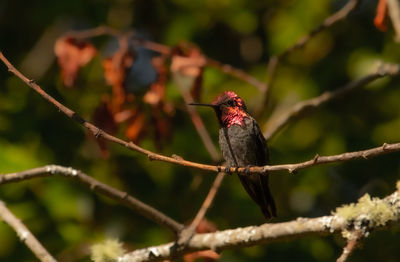 Close-up of bird perching on branch