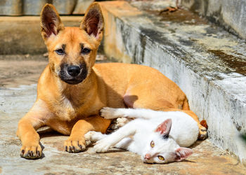 Portrait of dog lying down