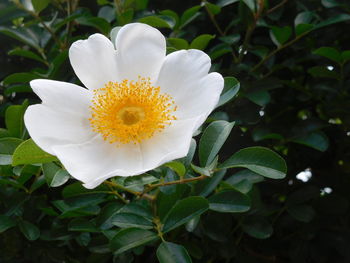 Close-up of white flowering plant
