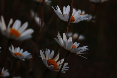 Close-up of white flowers against blurred background