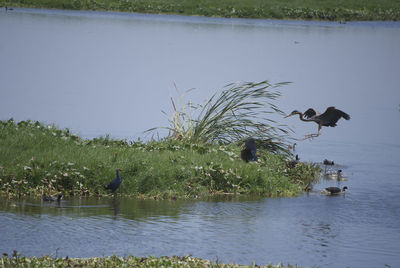 Bird flying over lake