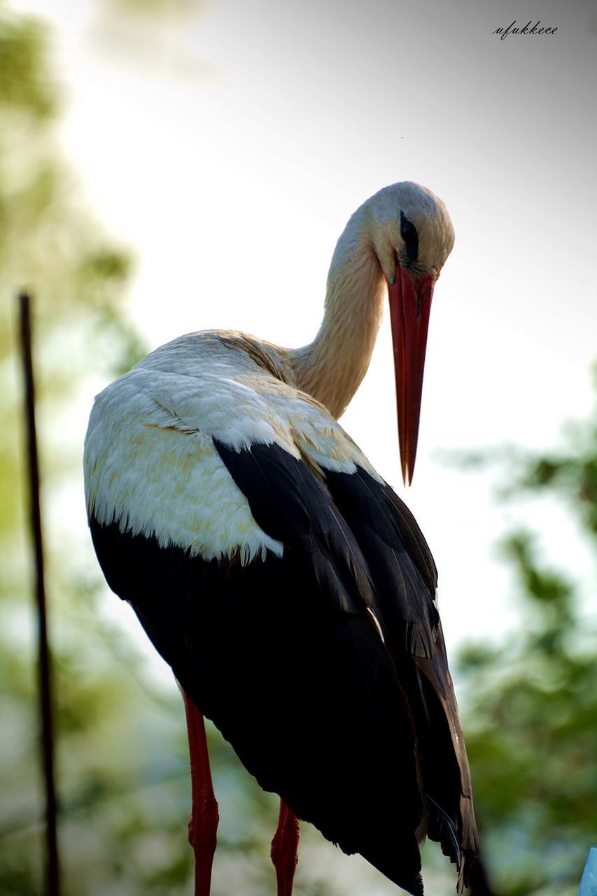 CLOSE-UP OF A BIRD PERCHING