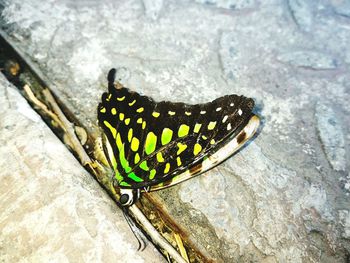 High angle view of butterfly on leaf