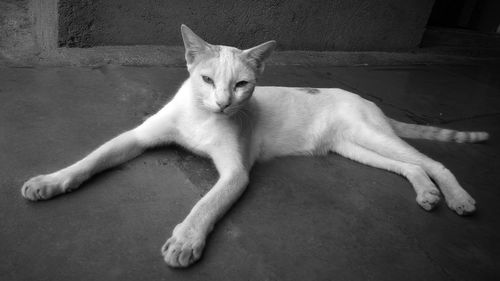 Portrait of cat lying on floor
