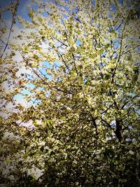Low angle view of blooming tree