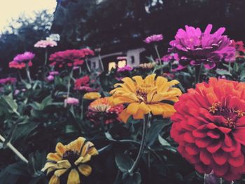 Close-up of pink flowers blooming outdoors