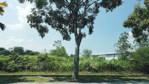 Low angle view of trees against sky