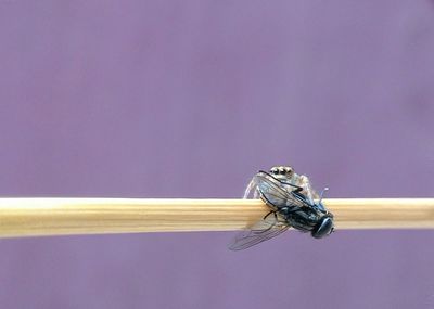 Close-up of fly