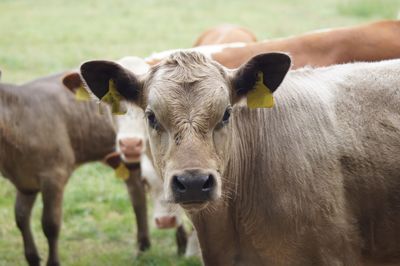 Portrait of cows on field