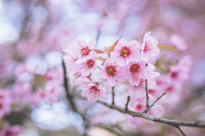 Close-up of pink cherry blossoms