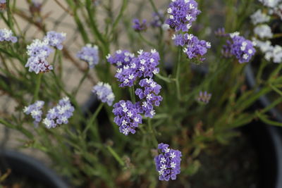 Close-up of purple flowering plants