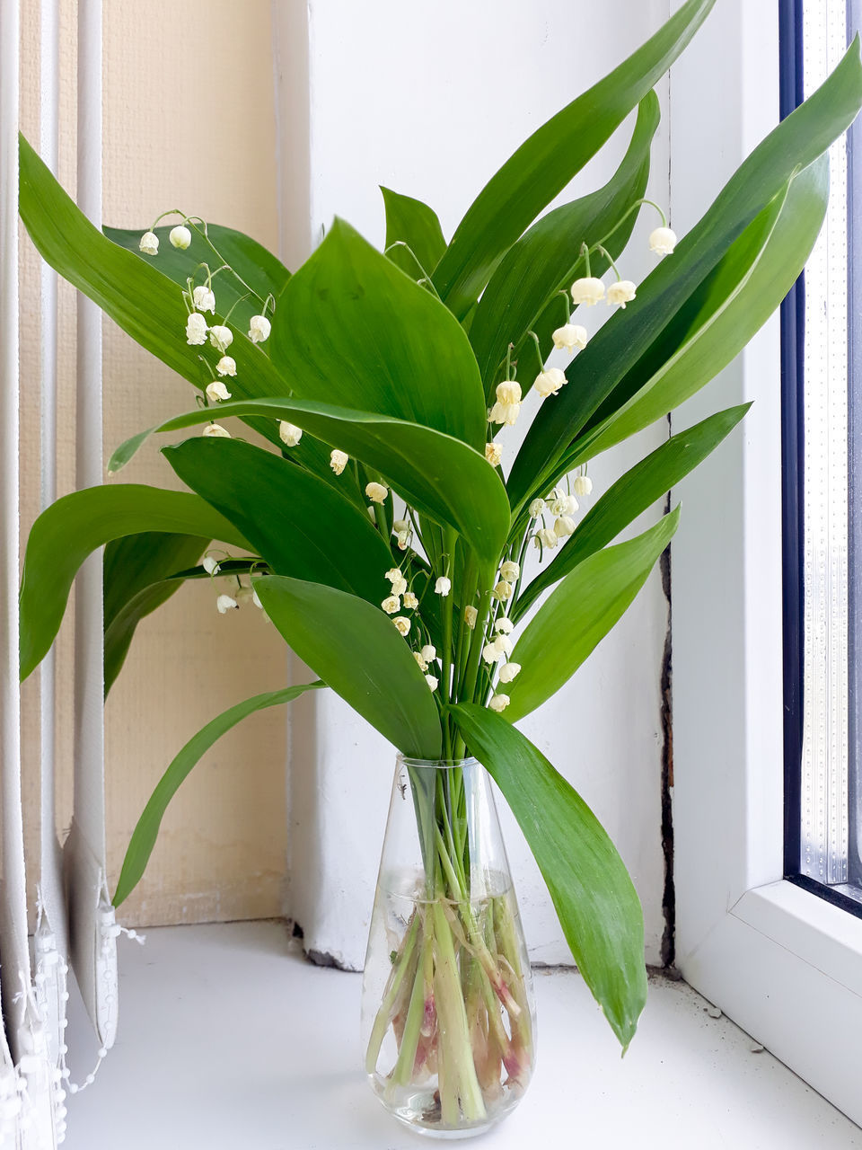 CLOSE-UP OF POTTED PLANT AT HOME