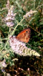 Close-up of butterfly pollinating on flower