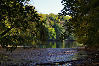 Trees by lake in forest against sky during autumn