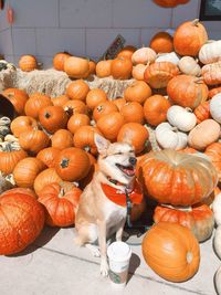 High angle view of pumpkins in market